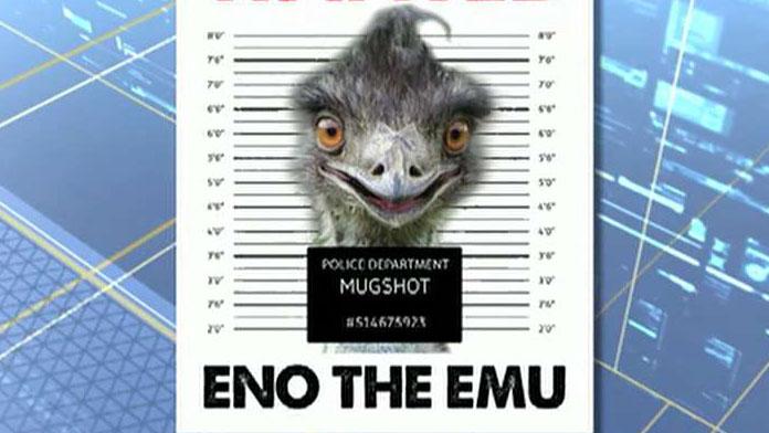 Authorities search for emu on the loose in North Carolina