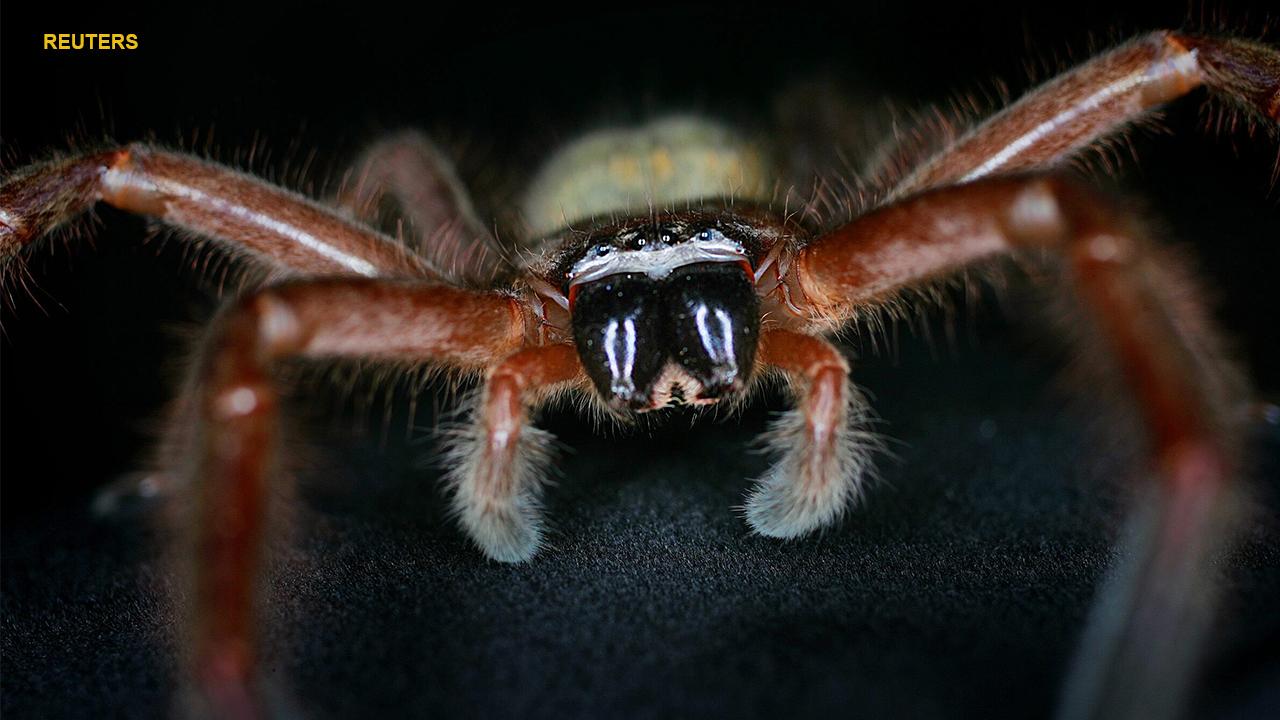 Web of intrigue as giant spider legs it to Australia, The Courier