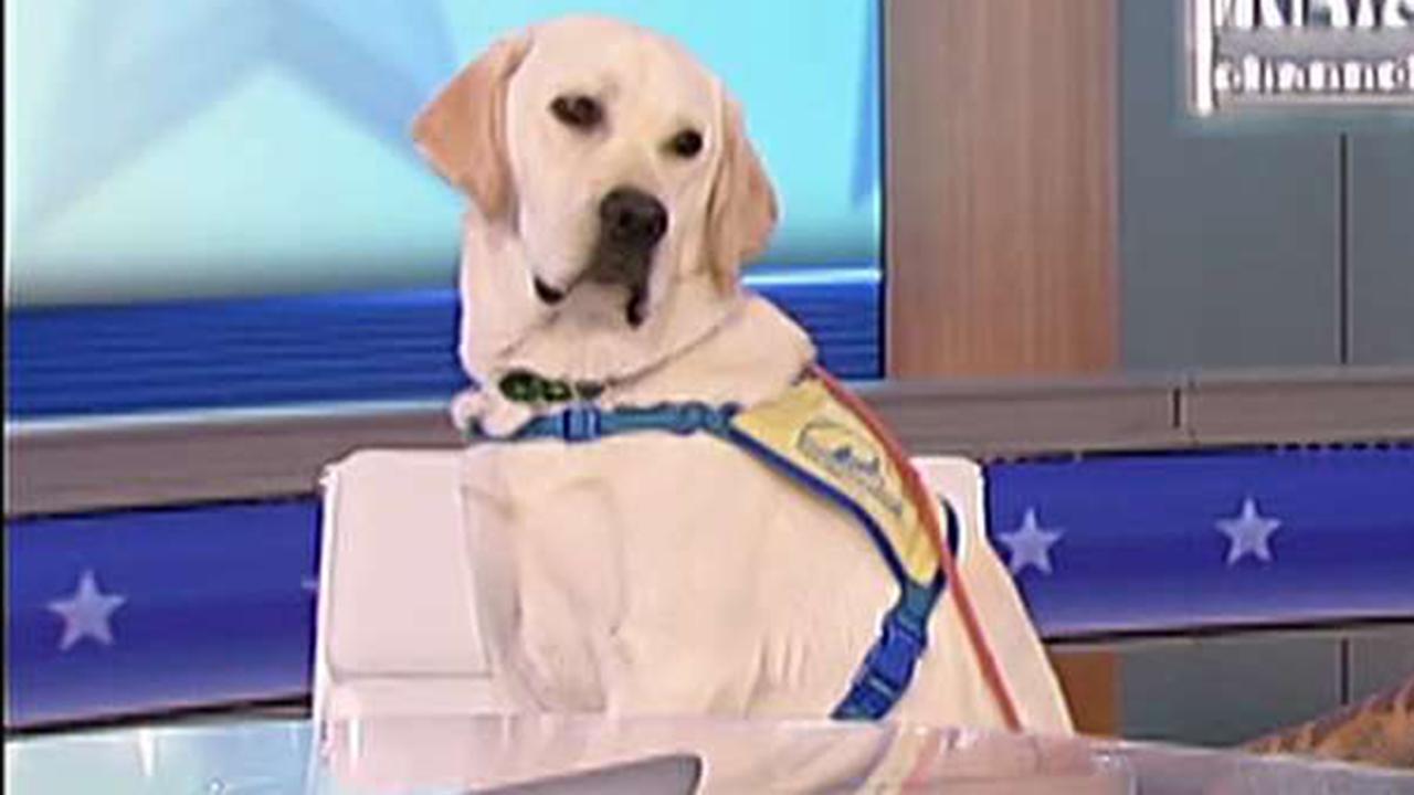 Spike to attend doggy college at Canine Companions for Independence