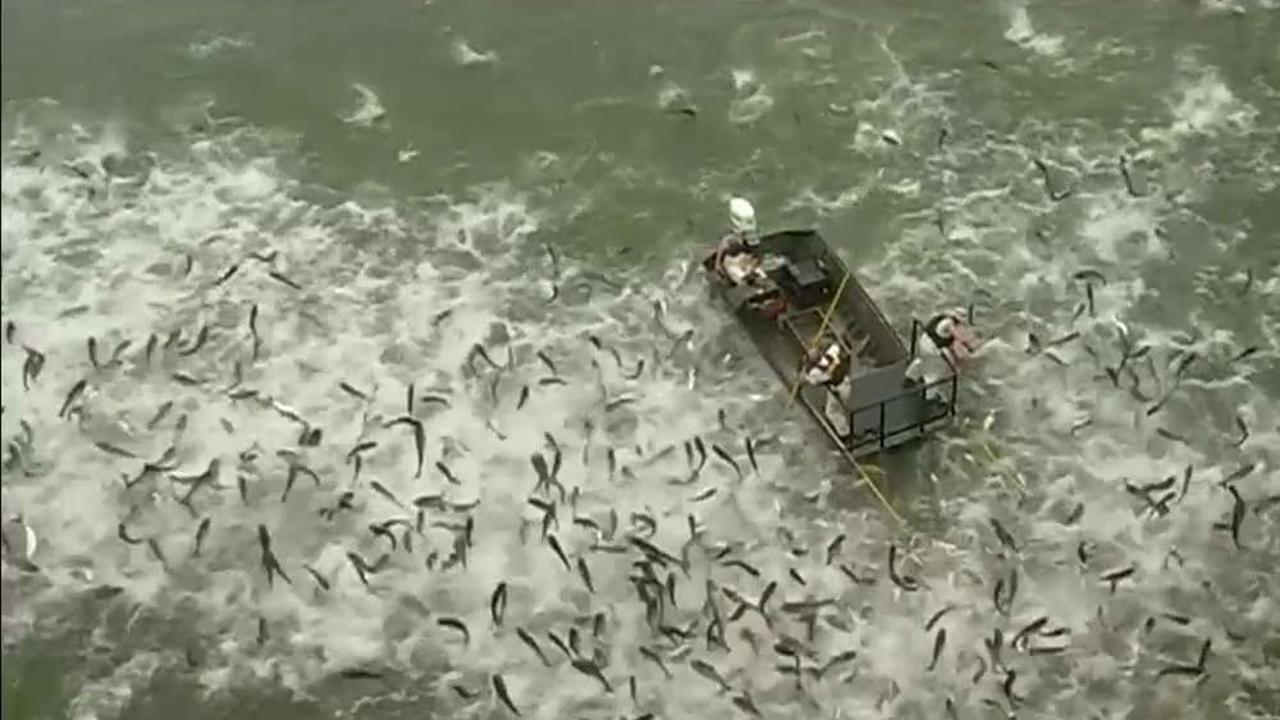 Fish and wildlife officials in Kentucky stun huge school of invasive Asian carp