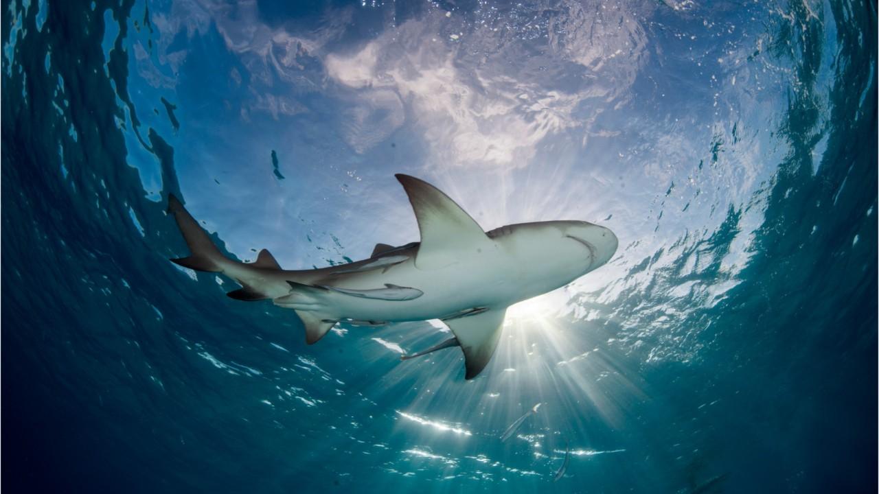 gopro surfing shark