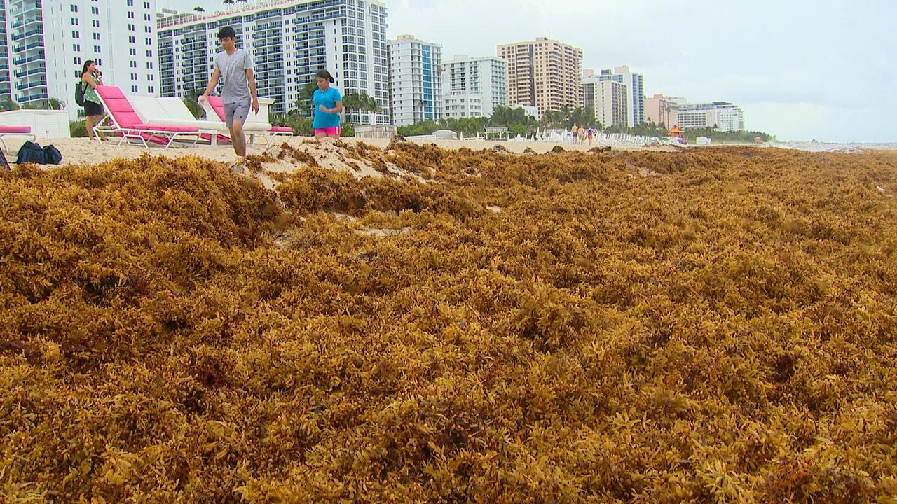 Slimy, stinky seaweed invades South Florida beaches 