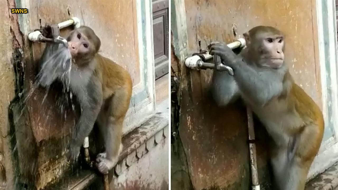 Environmentally-friendly monkey drinks from tap and turns it off in viral video