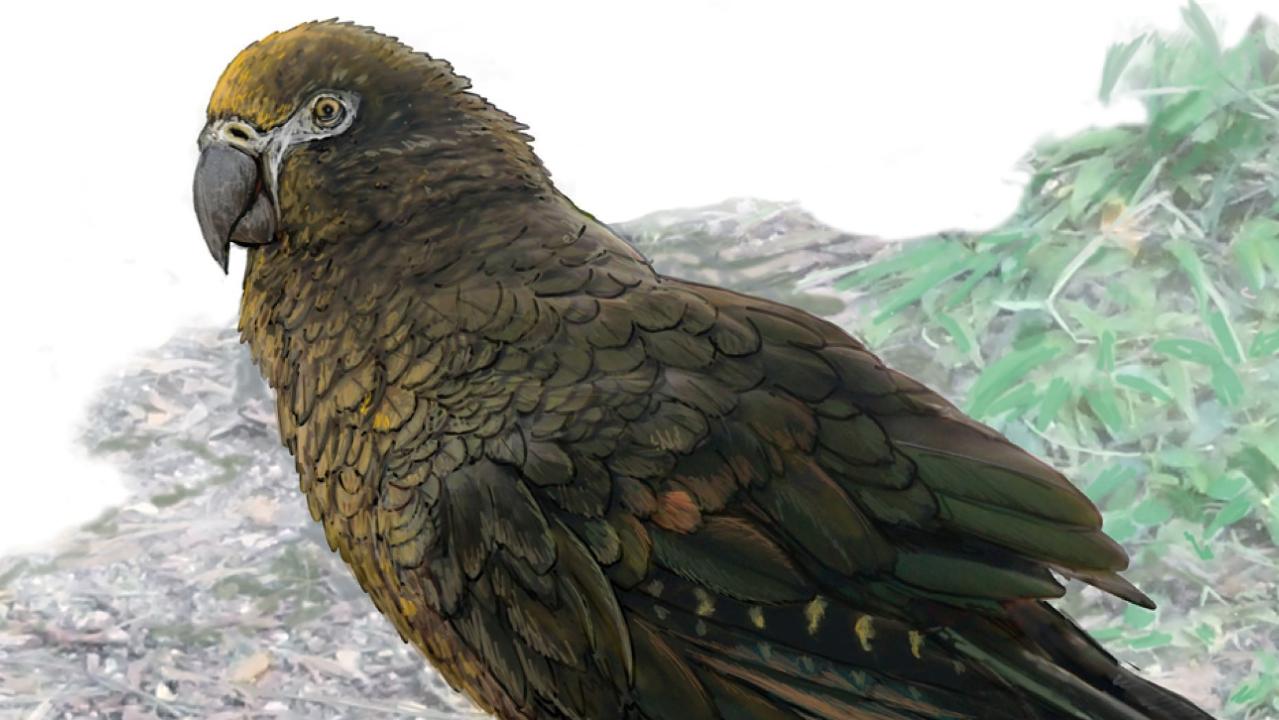 Fossils of 'Squawkzilla,' 19 million-year-old cannibal parrot, found in New Zealand