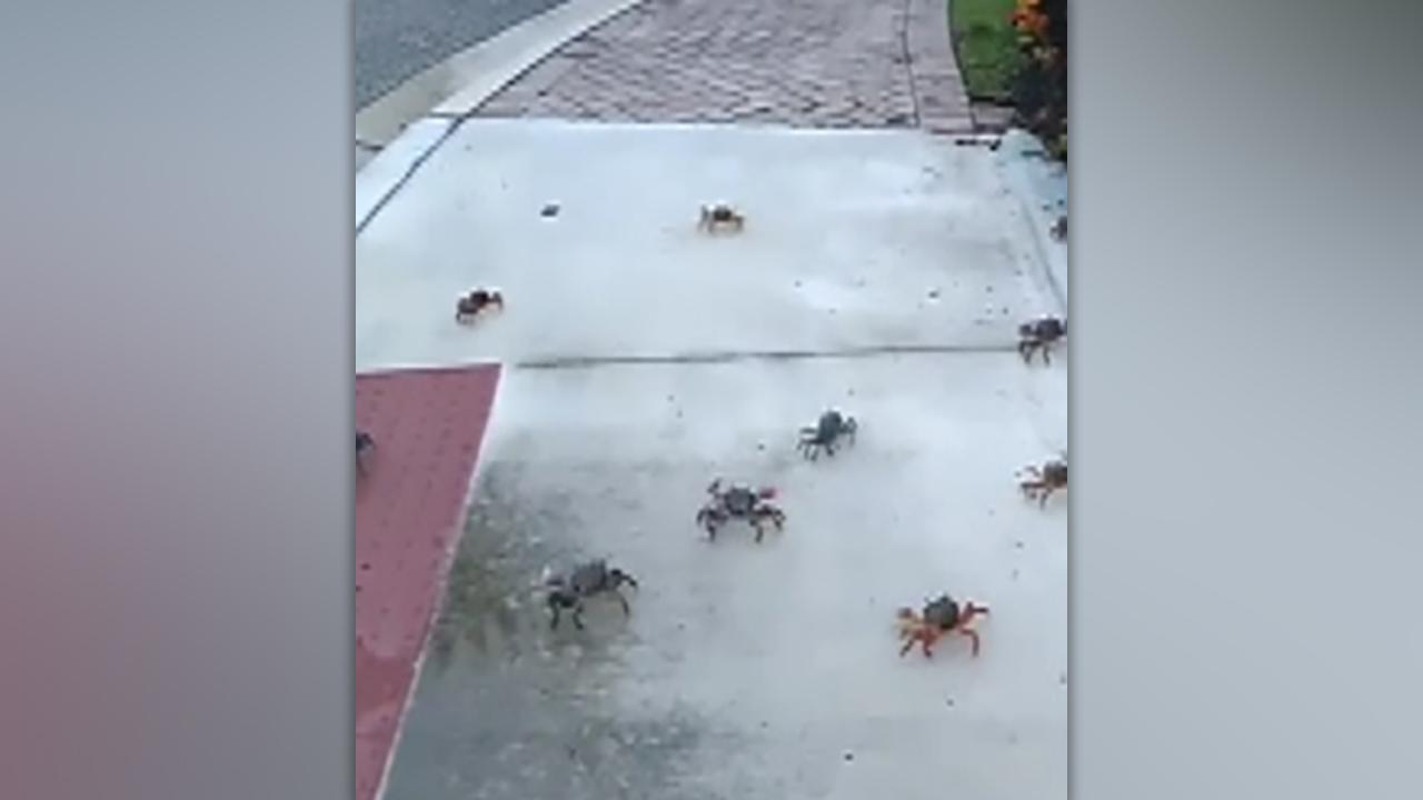 Hundreds of land crabs seen crawling around Florida neighborhood