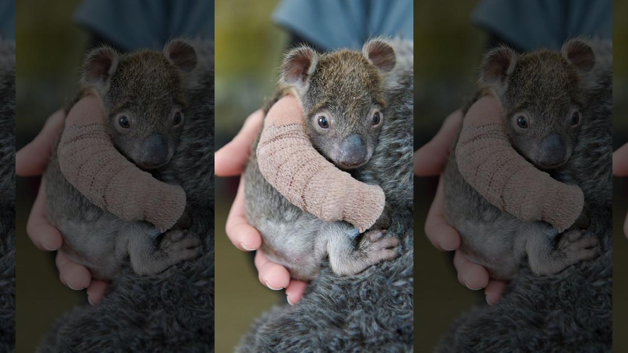Adorable orphaned baby koala gets arm cast after falling from tree