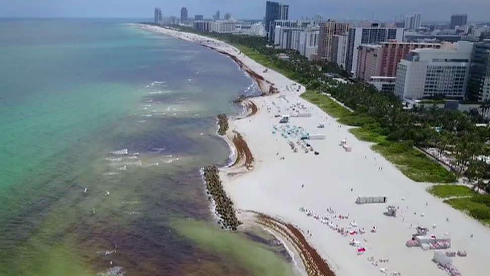 Florida beaches covered in rotting seaweed as unprecedented amounts wash onshore