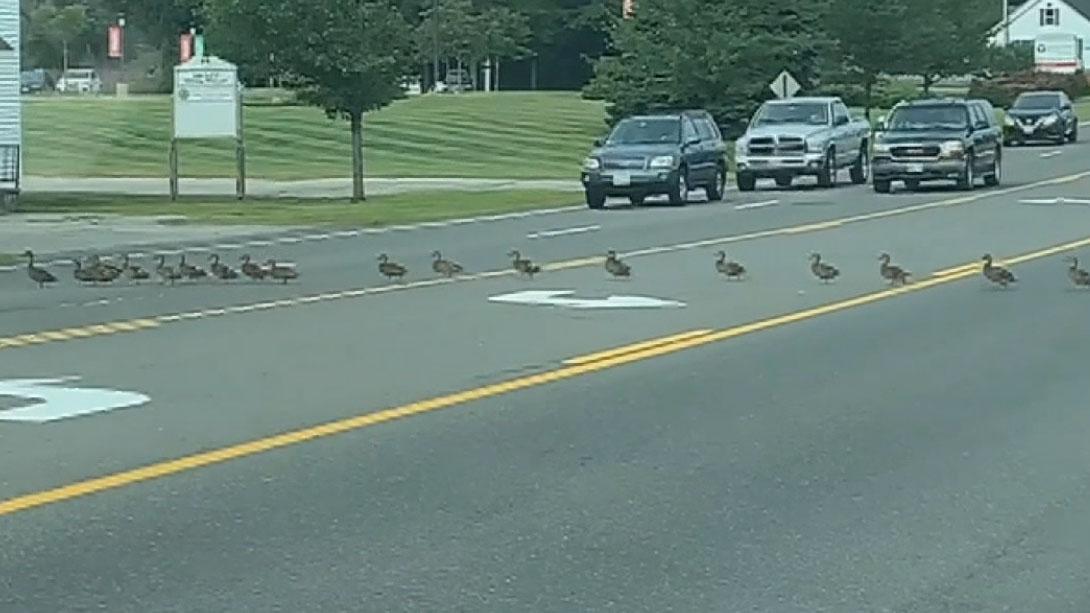 Parade of ducks causes traffic to stop in Maine