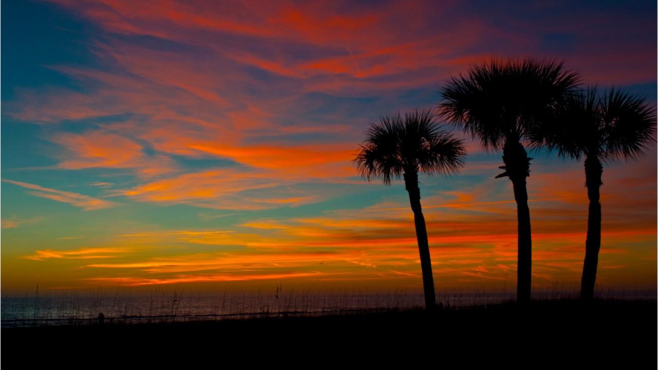 Florida’s palm tree could be killed by a brutal bug