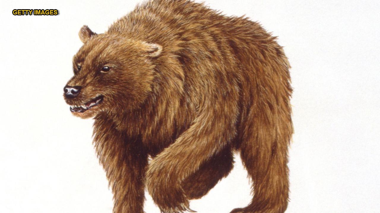 Human hunters may have played large role in driving cave bear to extinction, study says