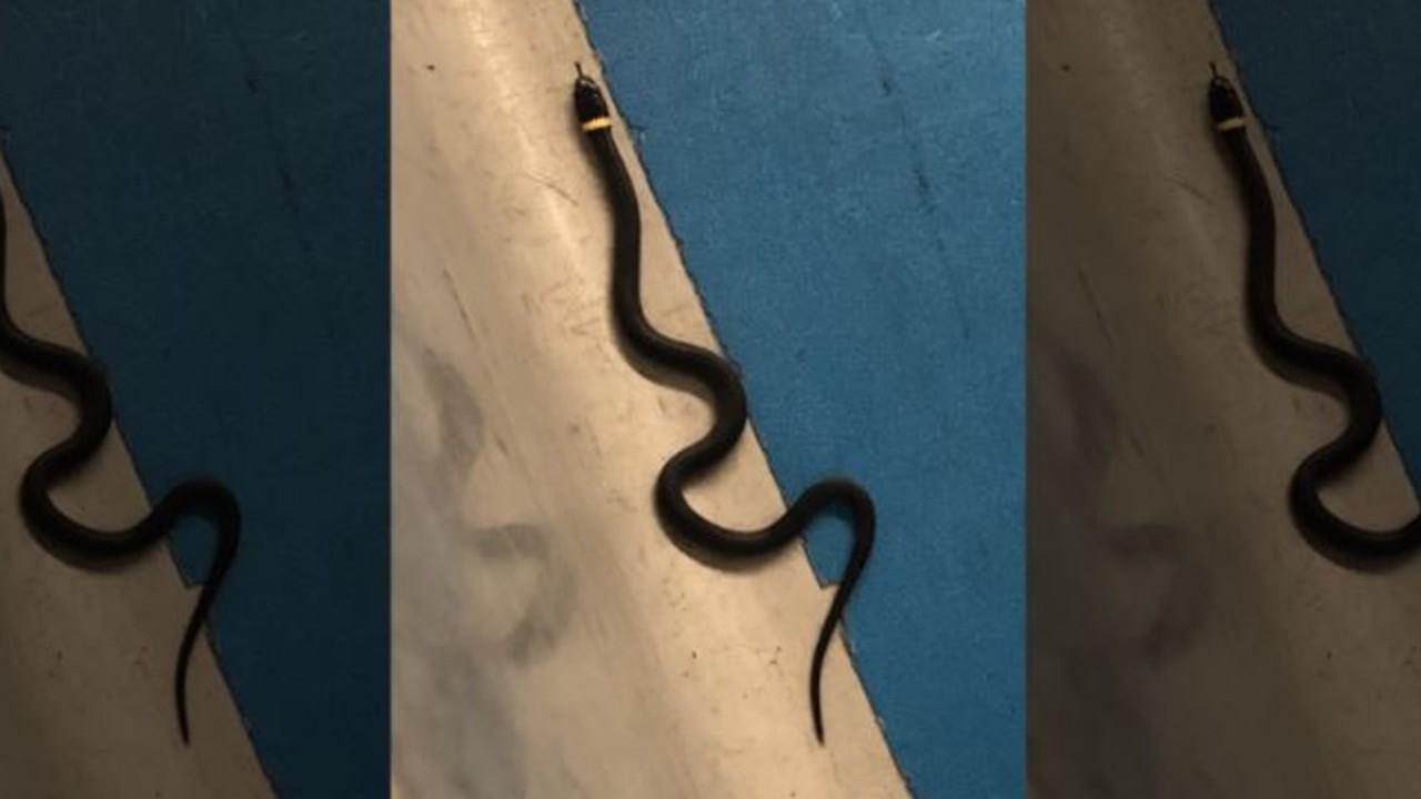 Pet snake loses its owner, found slithering near TSA checkpoint
