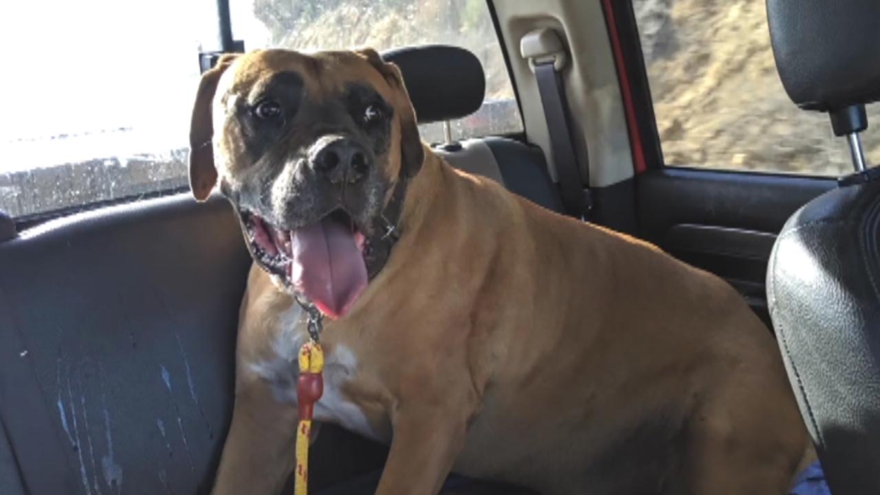 San Diego Humane Society rescues California dog from heatstroke