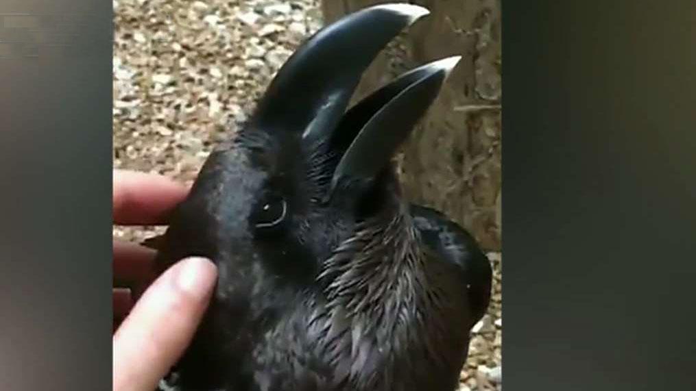 Bird or bunny? Optical illusion ruffles feathers online