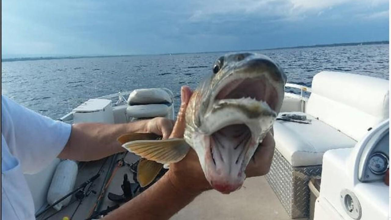 Fish with 'two mouths' photo goes viral