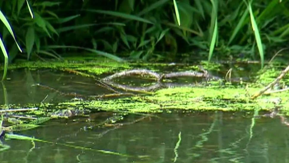 Toxic algae blamed in dog deaths found in New York City parks