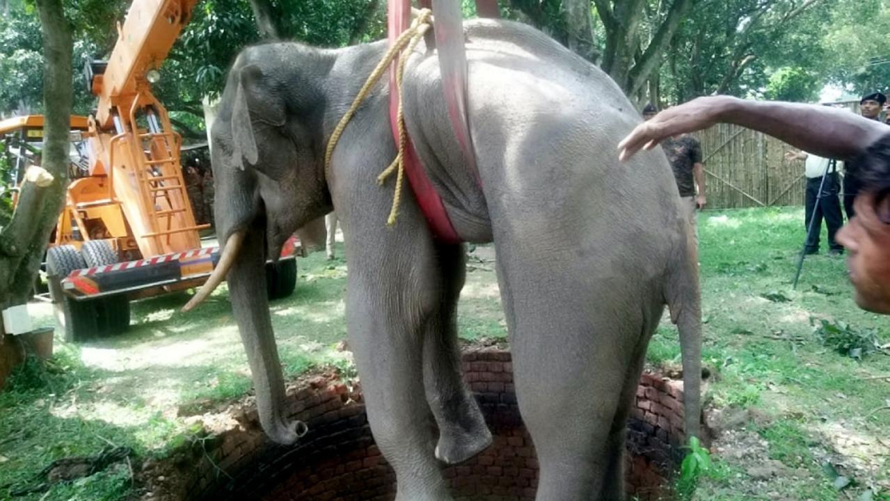 WATCH: Incredible images show elephant getting rescued from a 20-foot well in India