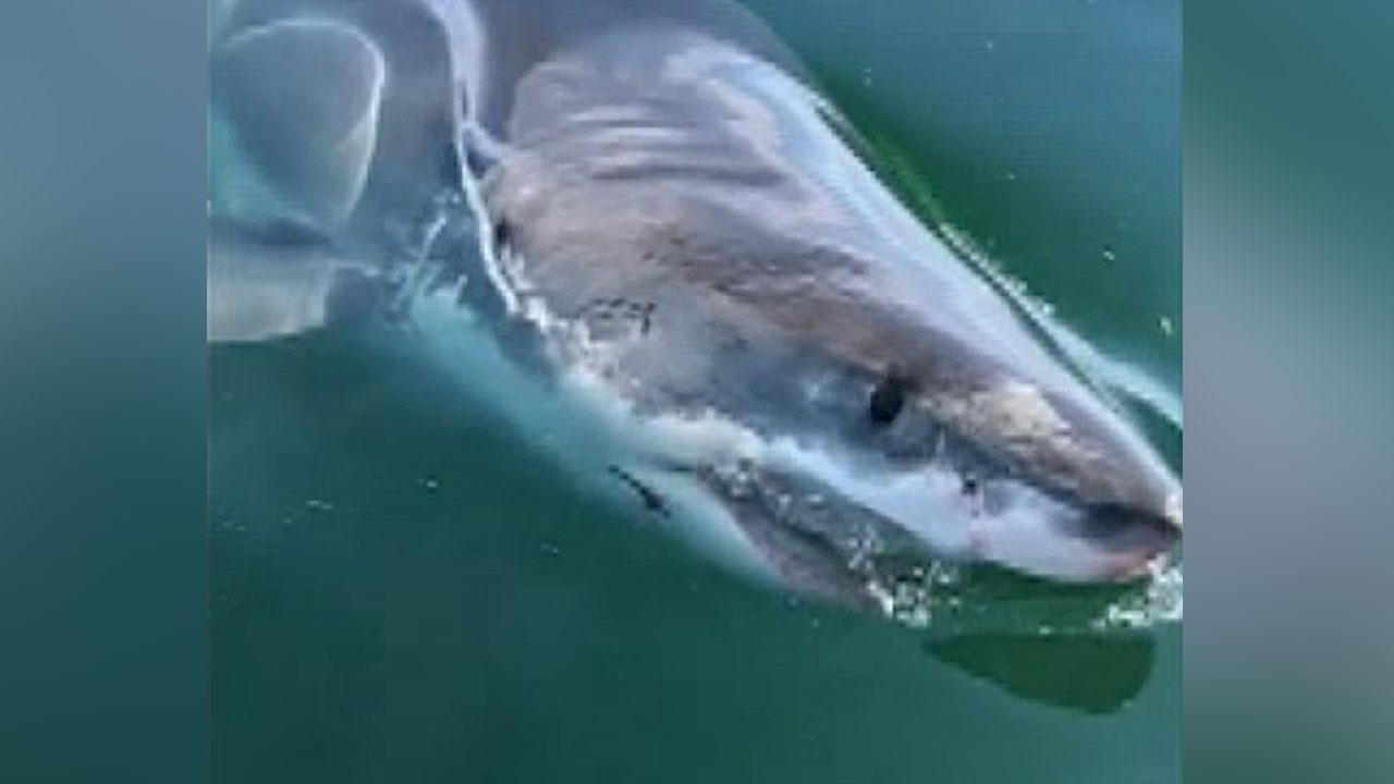 Raw video: Boaters have a close encounter with a great white shark Cape Cod Bay