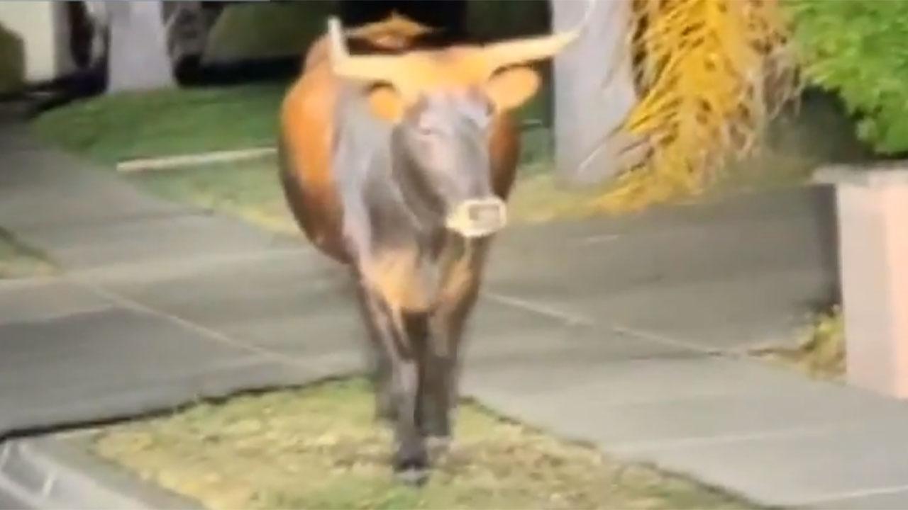 Stray bulls create nuisance in California neighborhood
