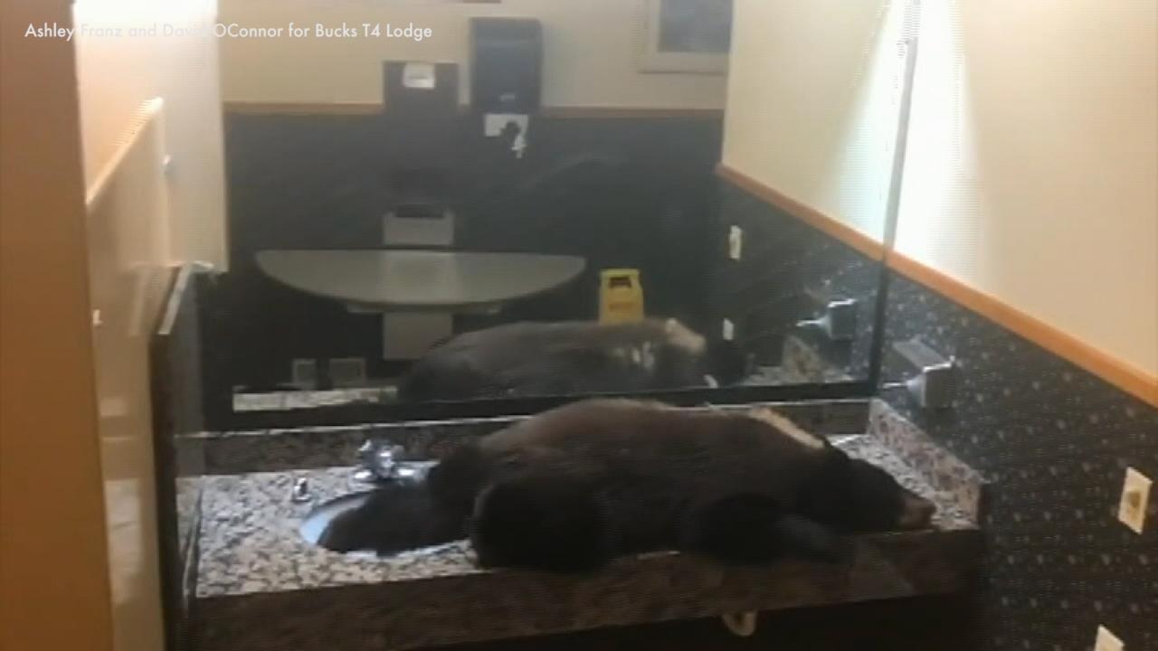 Black bear gets stuck in hotel's women's bathroom