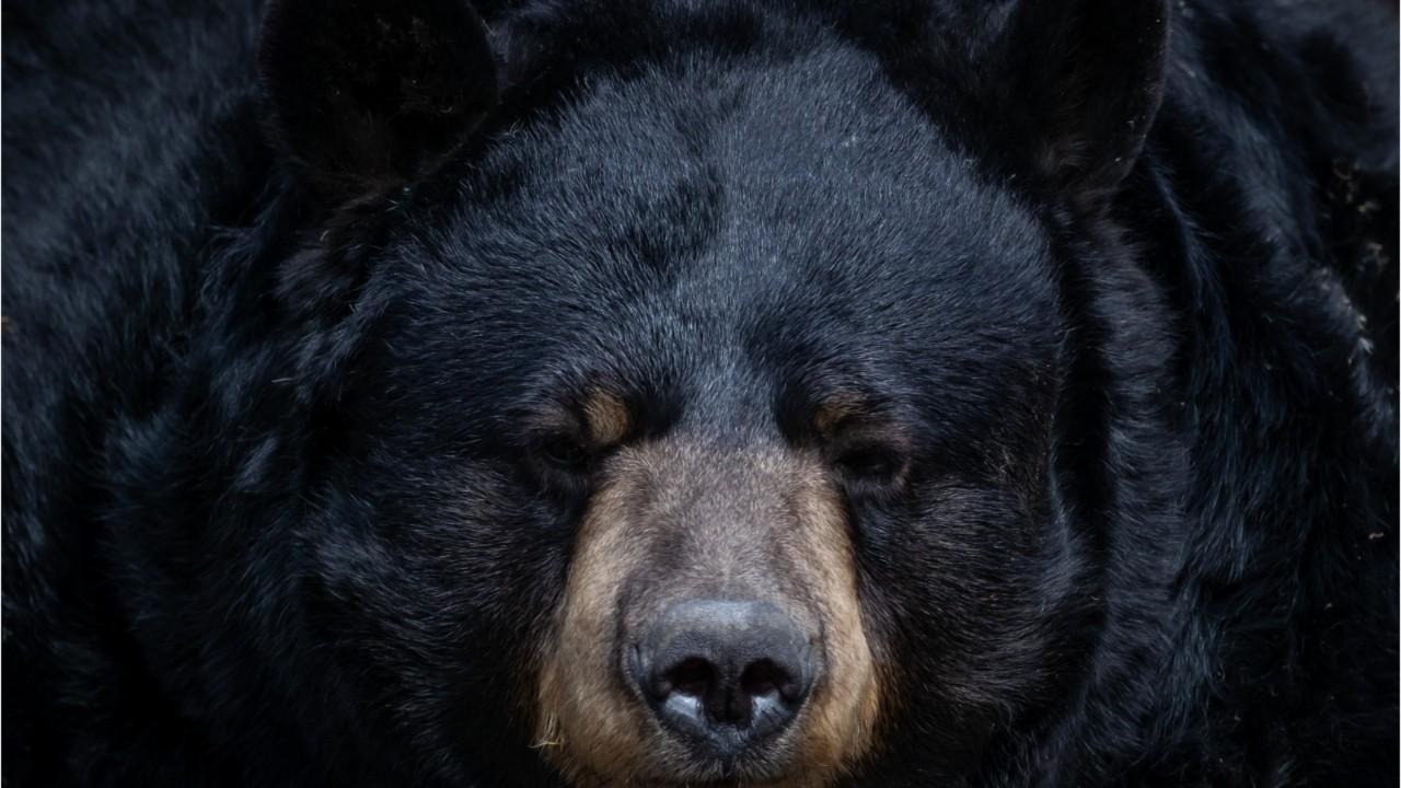Canadian man says he pleaded with black bear during attack: 'You don't have to do this'
