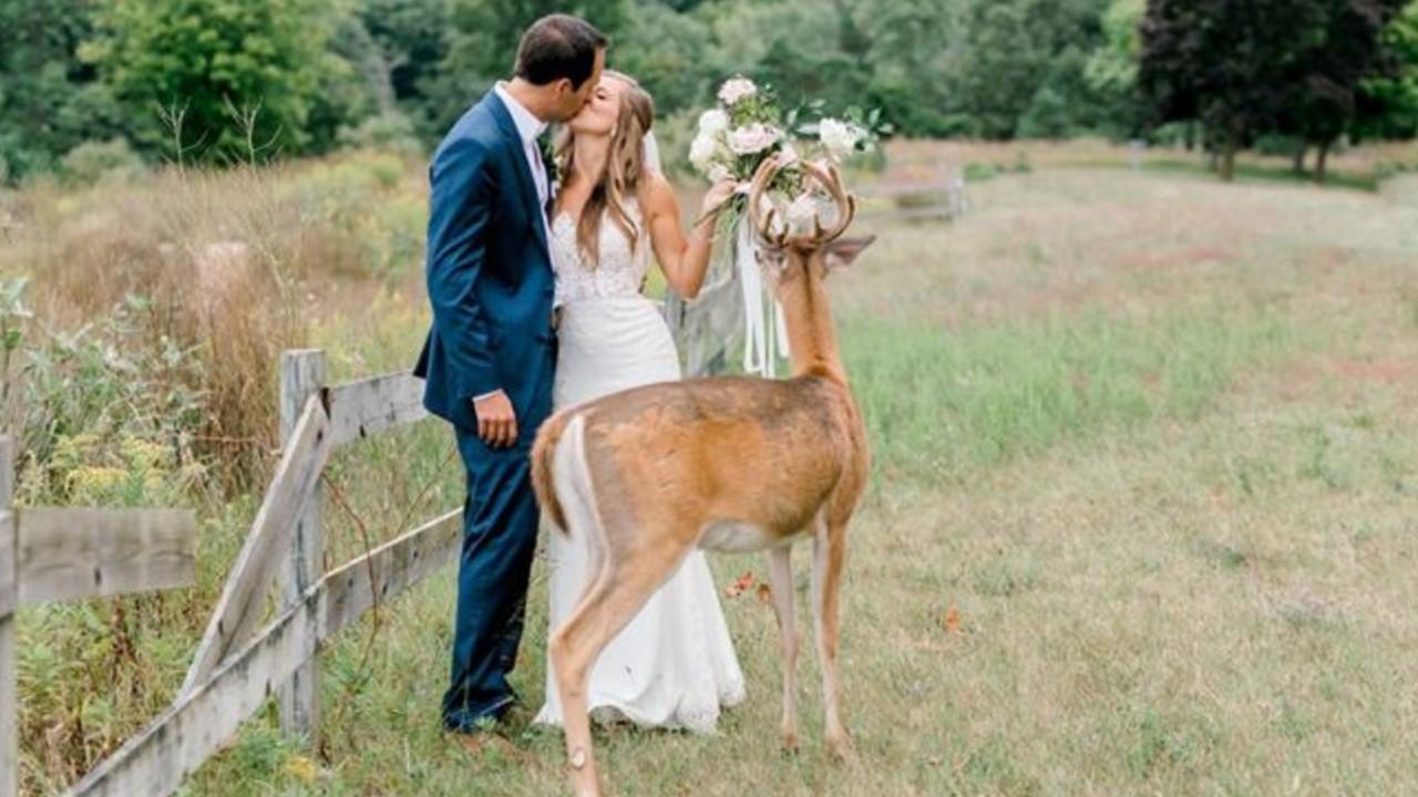 Wild deer becomes a wedding crasher and photo-bomber all at once
