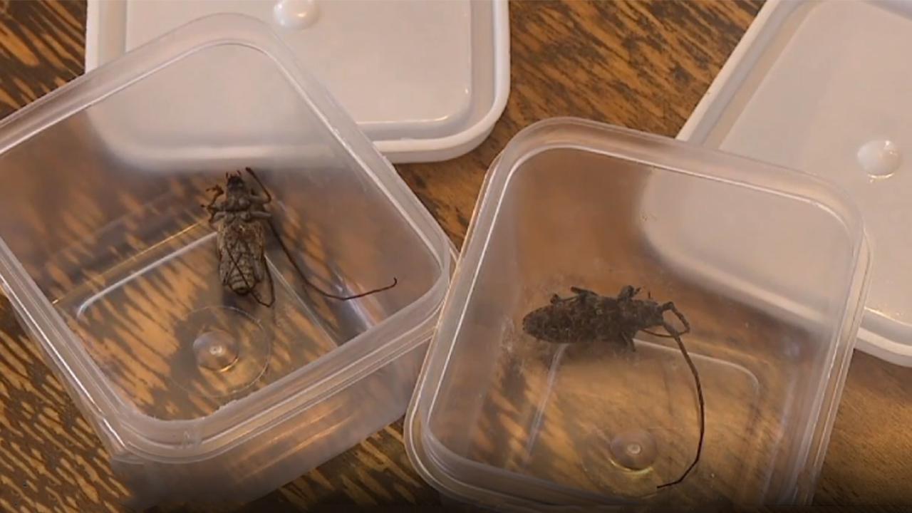 Idaho homeowner battles flat-faced longhorn beetle infestation in new house