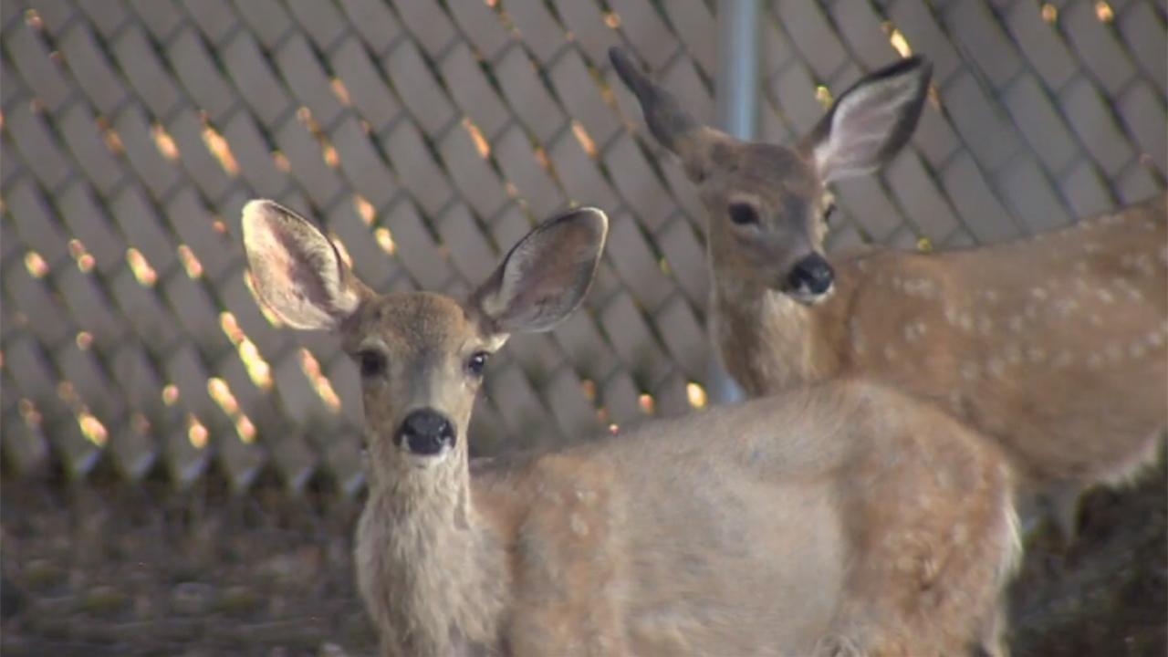 Fawns stuck in fences is ongoing issue in Sacramento County, California