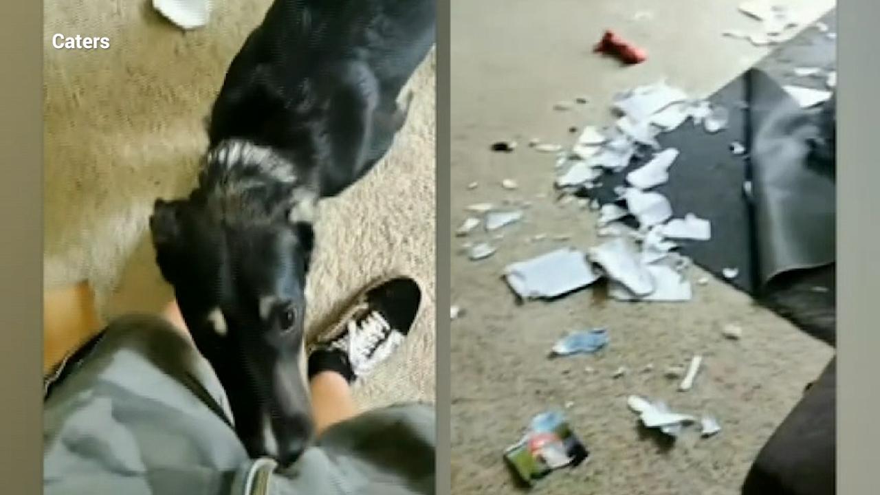 Dog caught destroying book about dog training