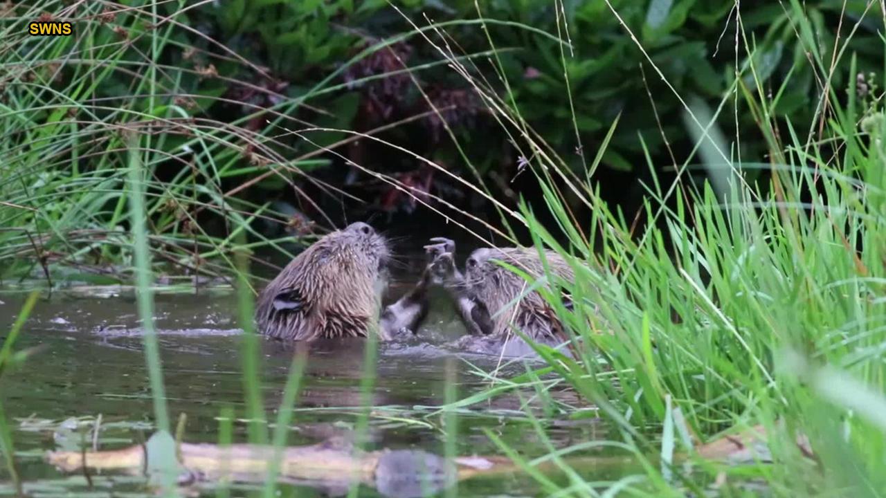 Beavers wrestling in Scottish river captured on camera