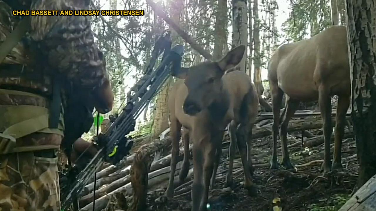 Fearless elk calf caught licking a very still Utah hunter's bow in amazing up-close video