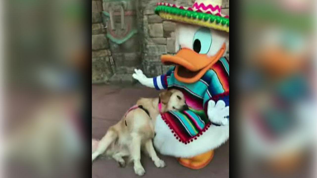 Disney World service dog lounges with Donald Duck