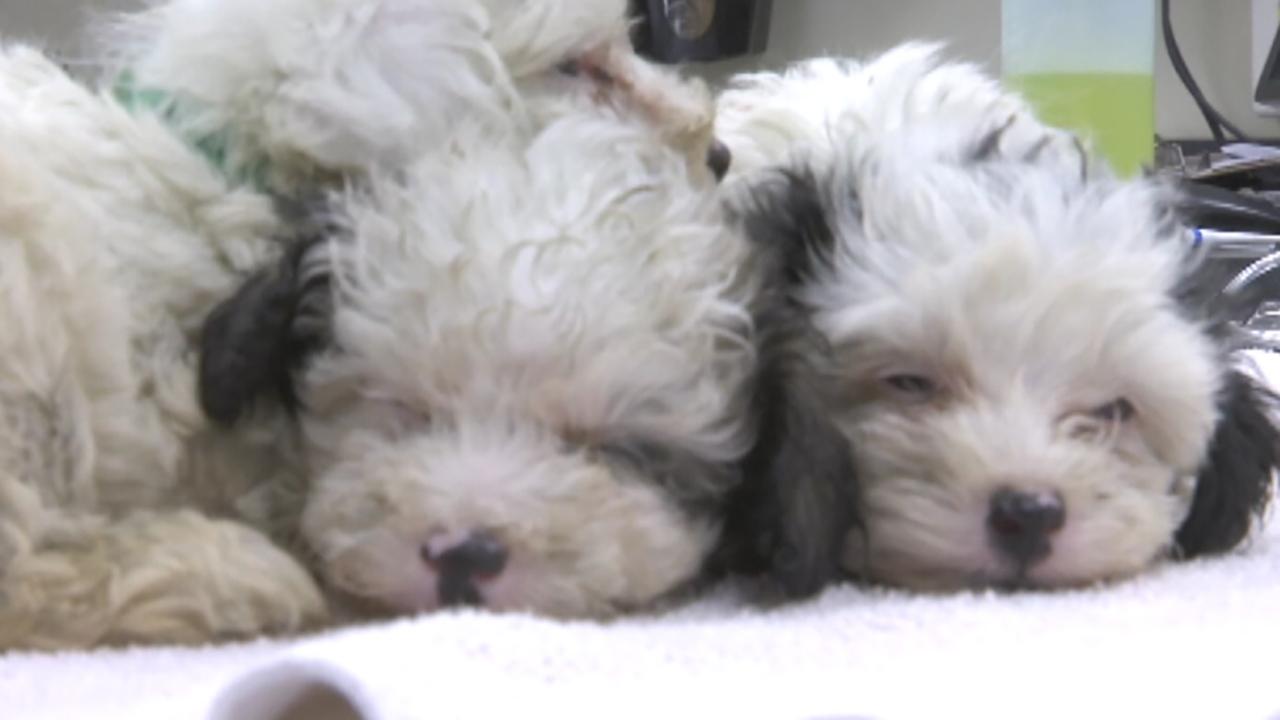 More than 300 dogs seized from breeding facility in Florida