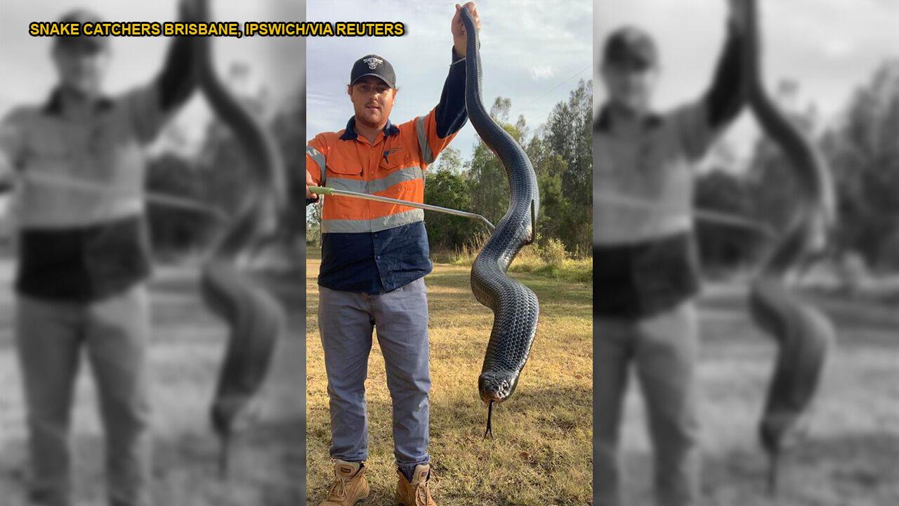'Well-fed' 6-foot snake caught in Australia