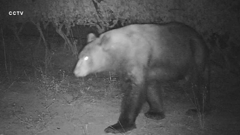 Caught on Video: Bear munches on pinot noir grapes at California vineyard