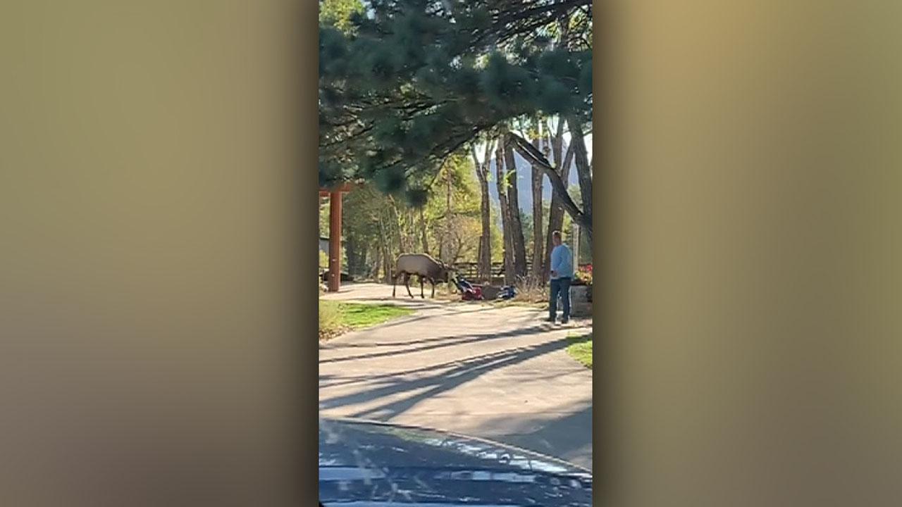 Elk attacks woman in Colorado 