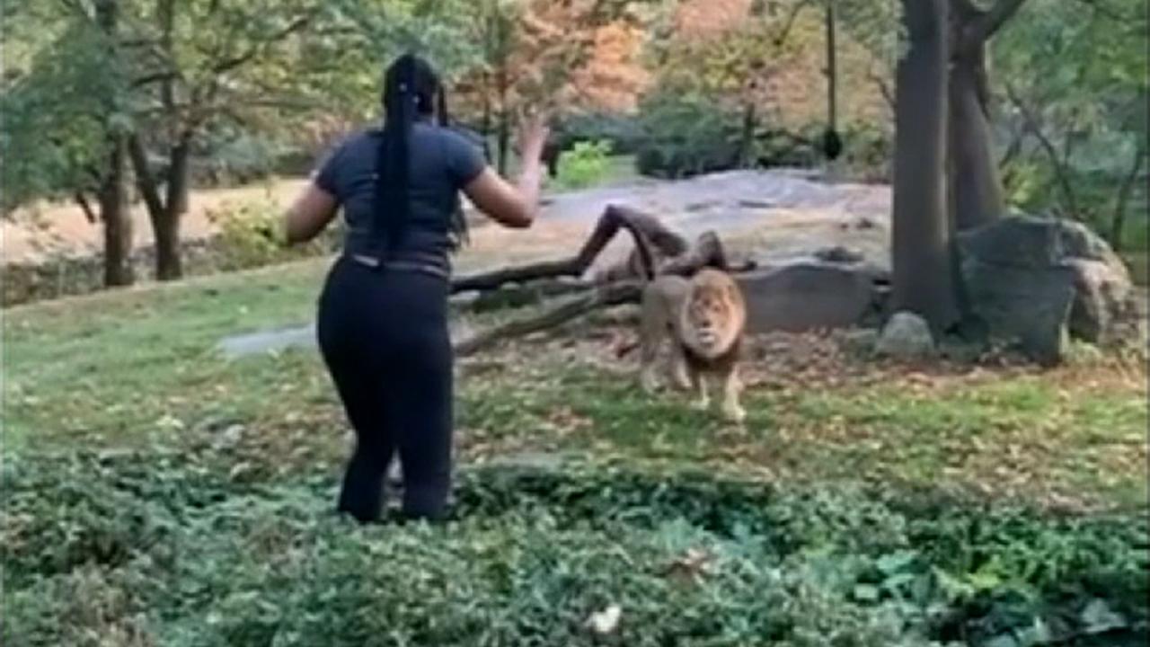 Raw video: Woman appears to taunt lion after climbing into Bronx Zoo enclosure	