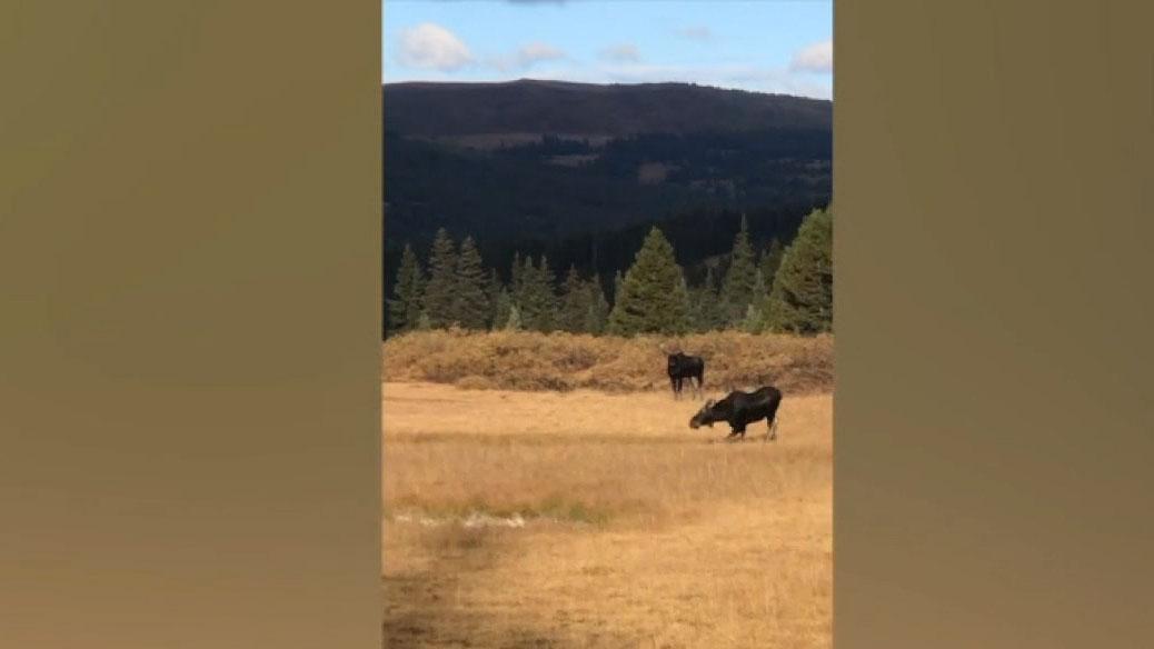 Colorado woman unharmed after 2 moose charge at her 