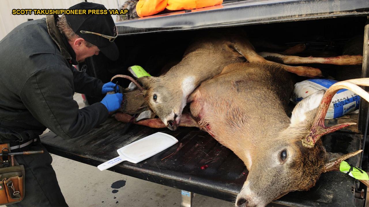 'Zombie deer' destined for Nevada invasion