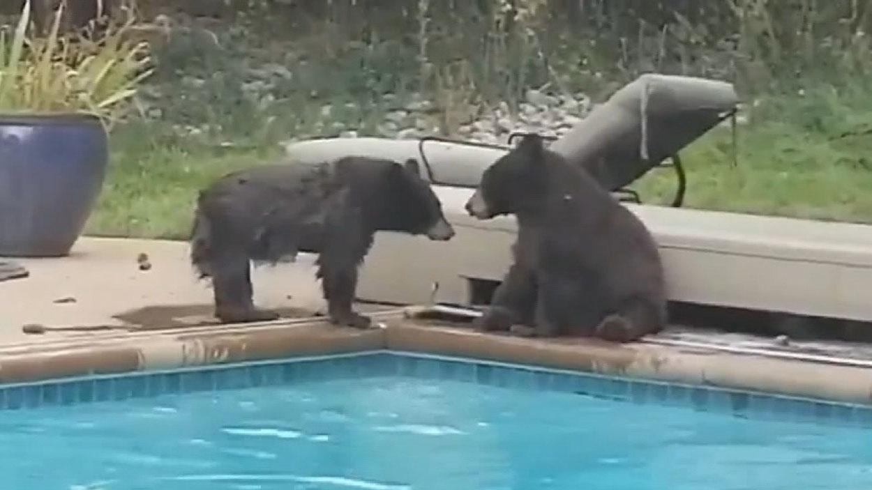Bears have pool party before snowstorm 