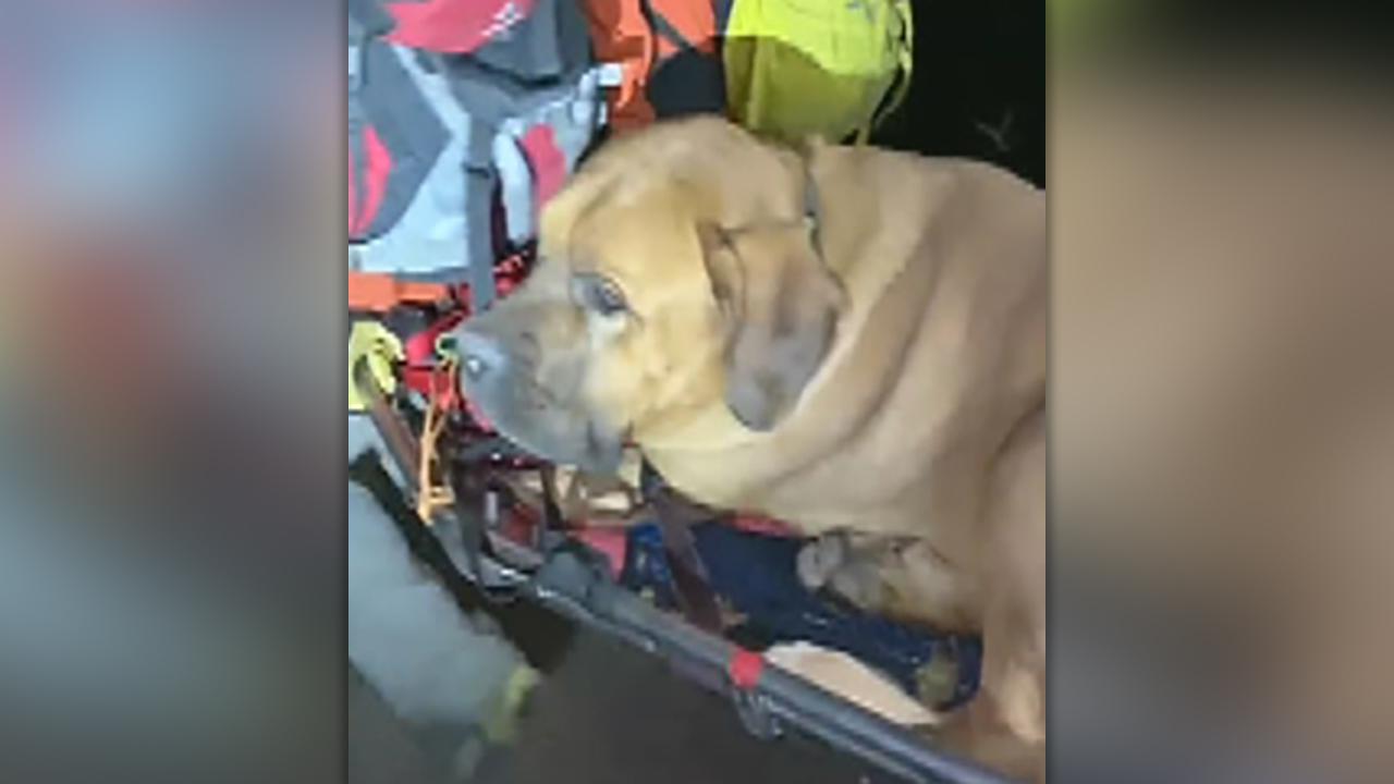 Injured mastiff rescued from Utah hiking trail
