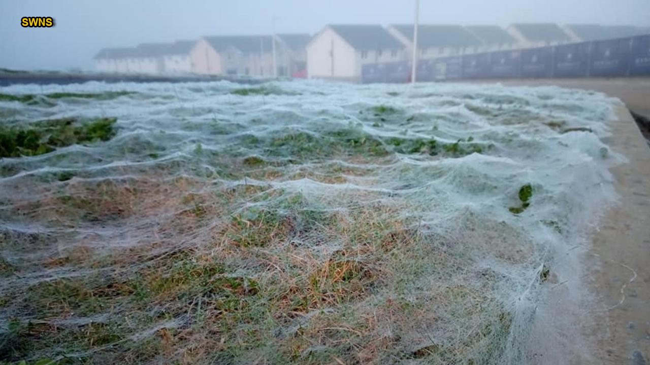 AMAZING PICS: Giant spiderweb confused for frost blankets road