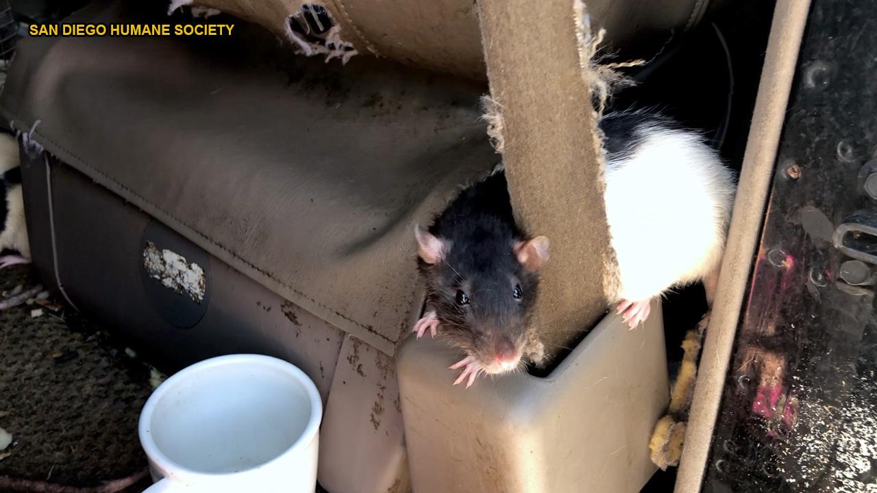Hundreds of rodents found in van with woman in posh San Diego neighborhood