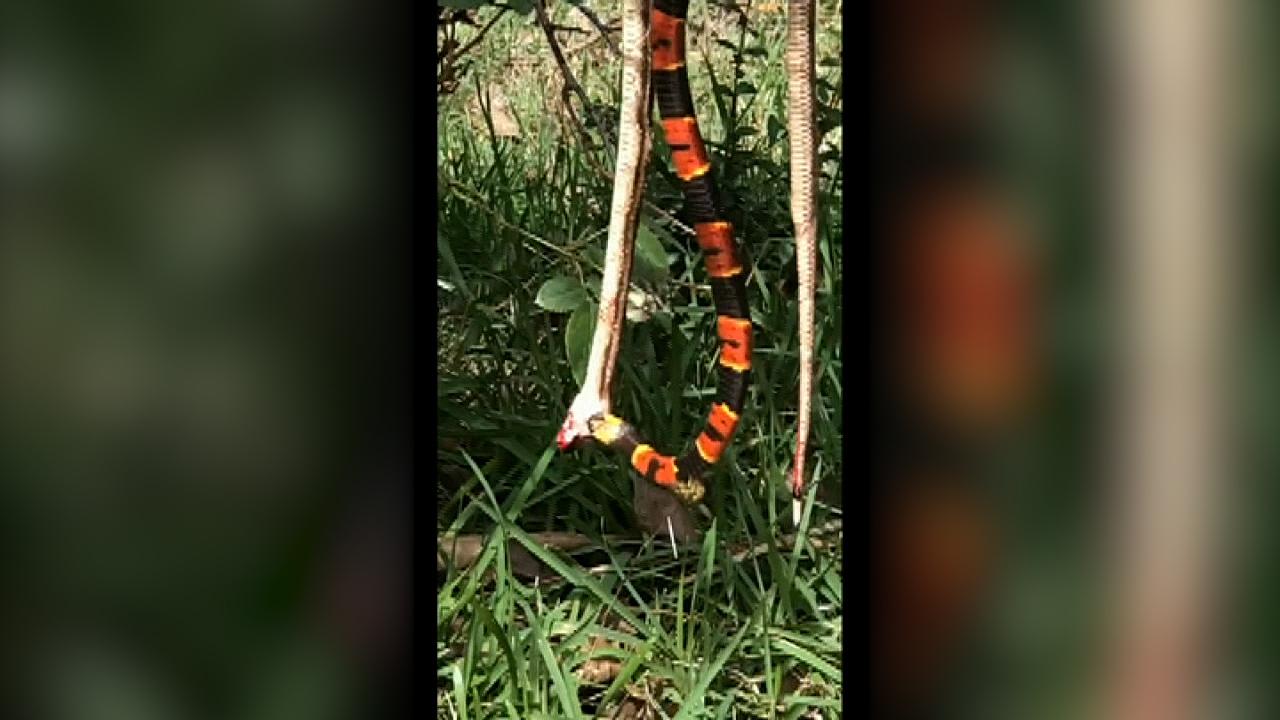 Cannibalistic snake gets stung mid-meal