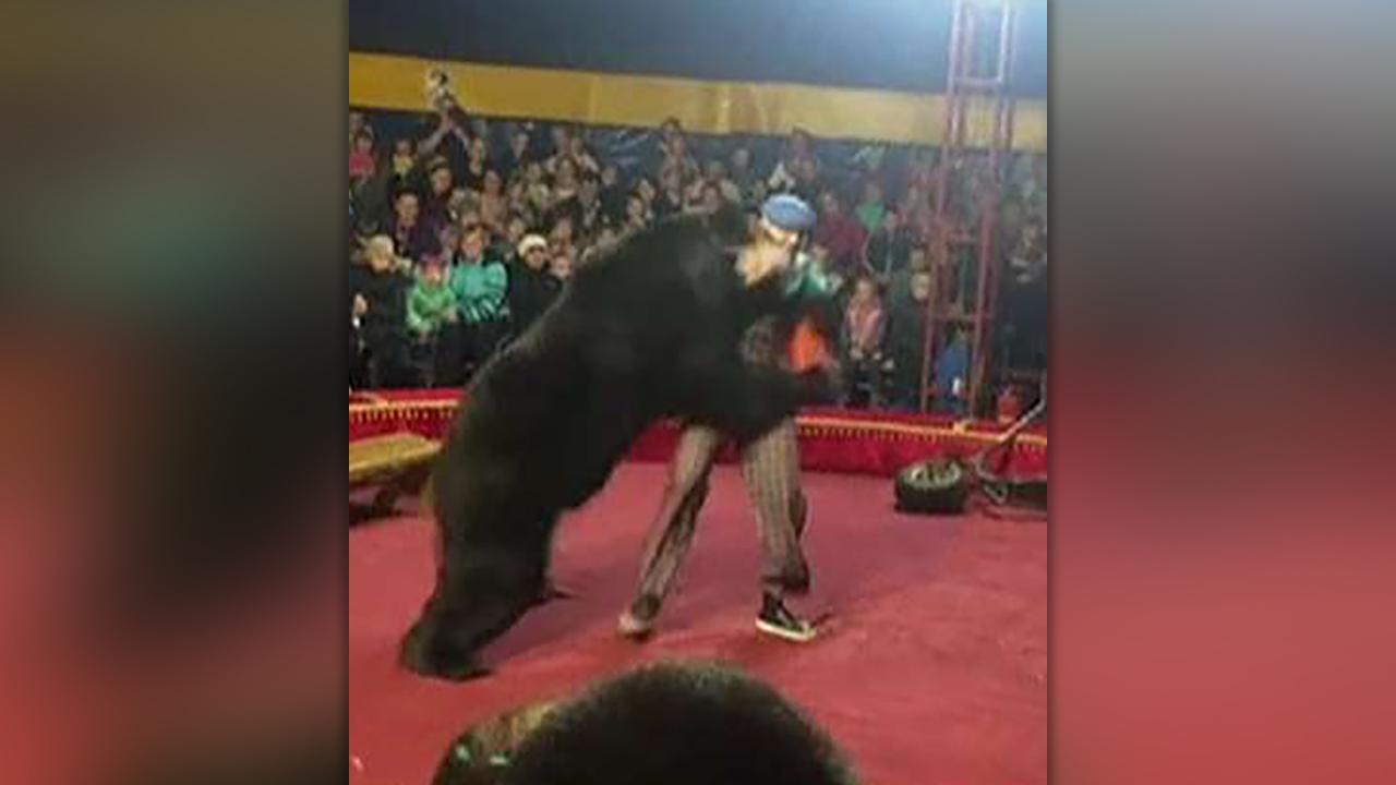 Circus bear mauls handler in Russia