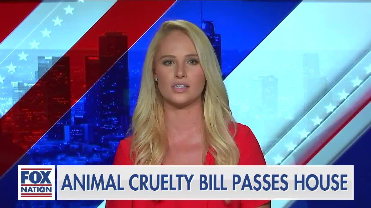 Tomi Lahren: How animals brought Congressional Republicans and Democrats together