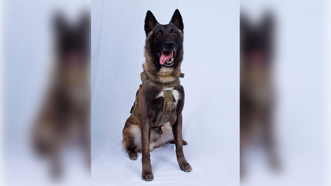 War dog hailed as hero for role in US operation that killed ISIS leader al-Baghdadi