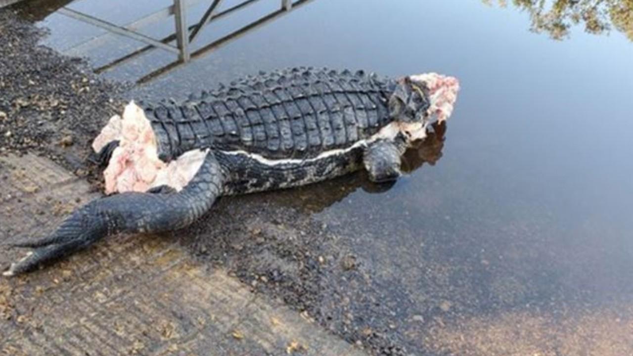 Florida Fish and Wildlife investigating second mutilated alligator found in less than a month