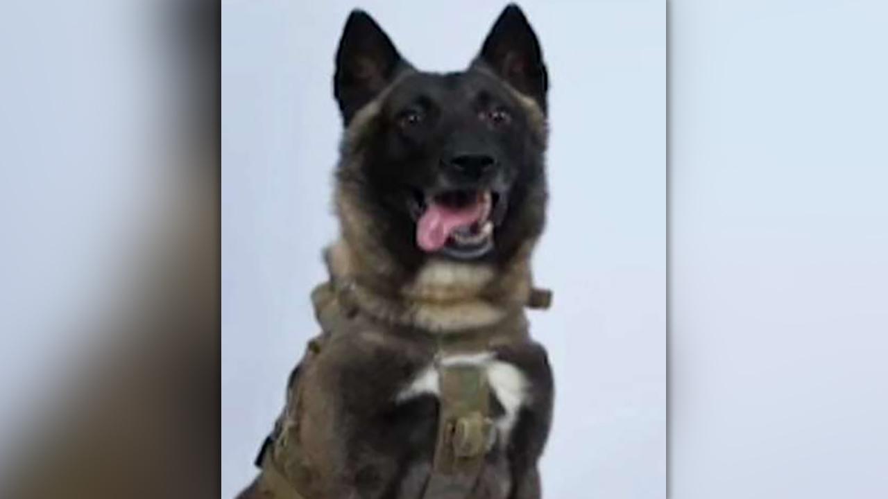 Veterans say military canine who took down Baghdadi deserves Purple Heart