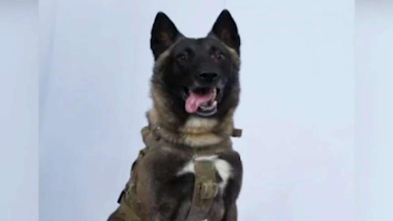 Veterans say hero dog who took out ISIS leader deserves Purple Heart