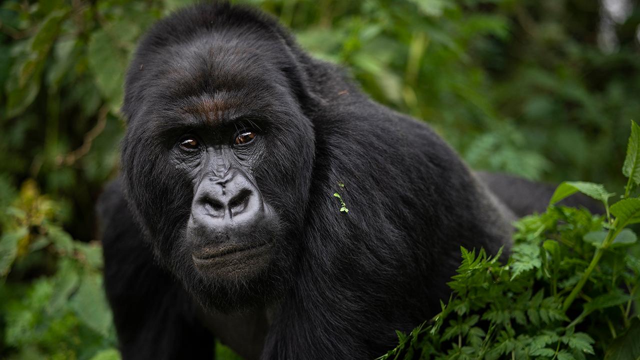 Wildlife experts take drastic measures to save endangered mountain gorillas